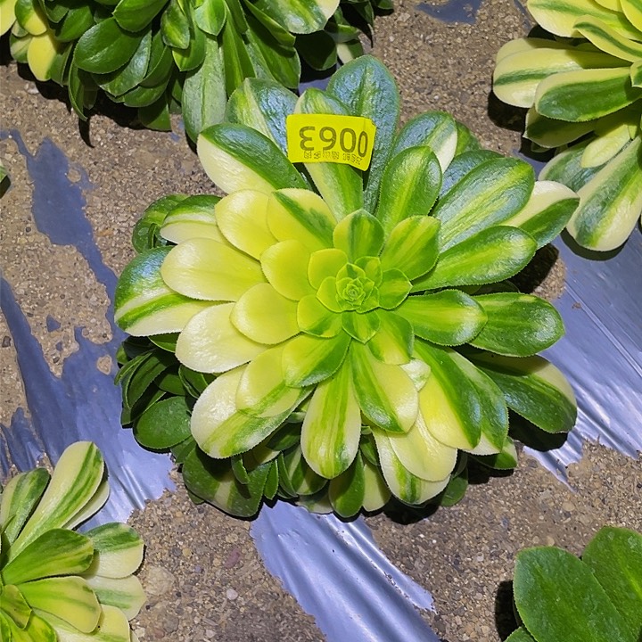 0063五彩琉璃多肉植物