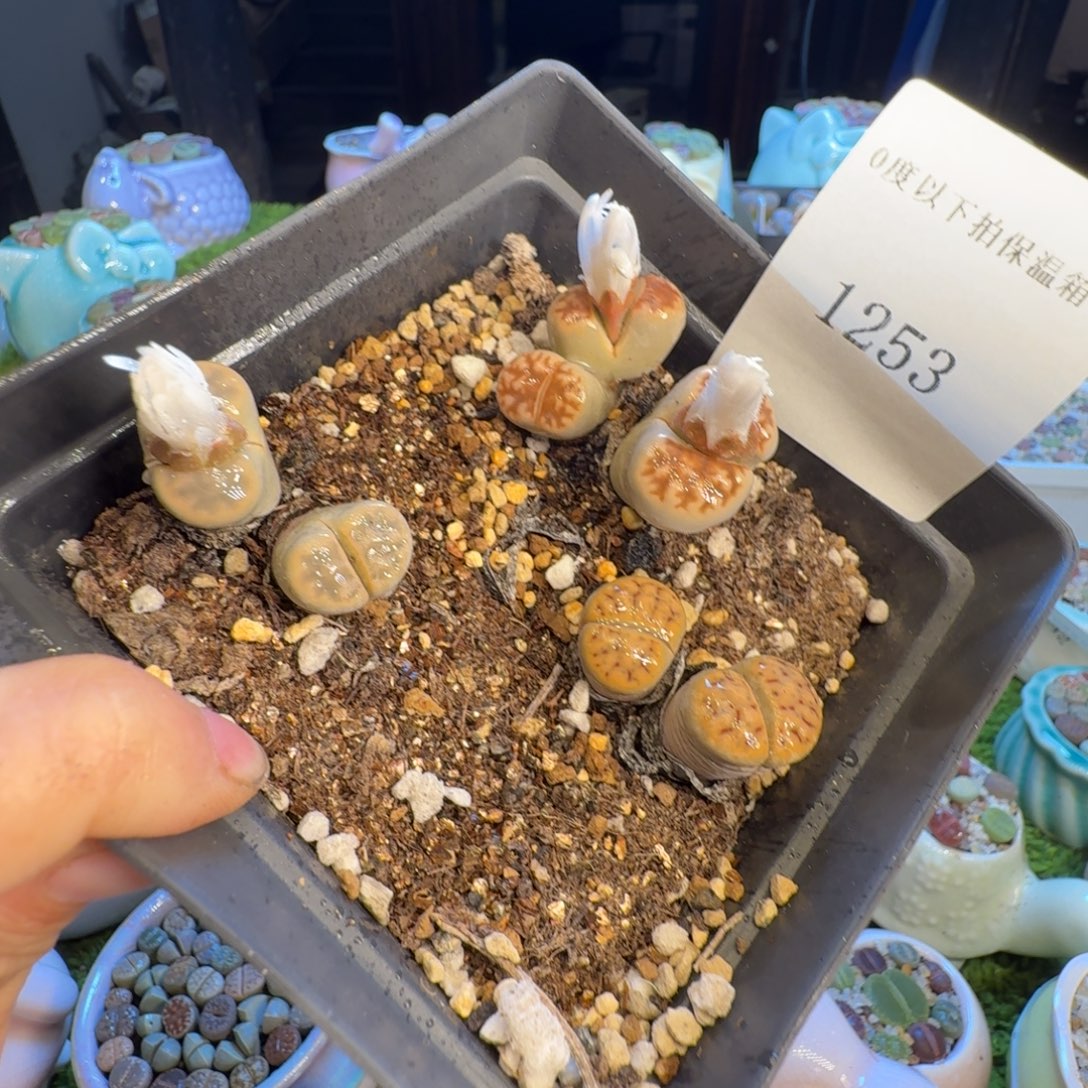 多肉开播福利冲1253