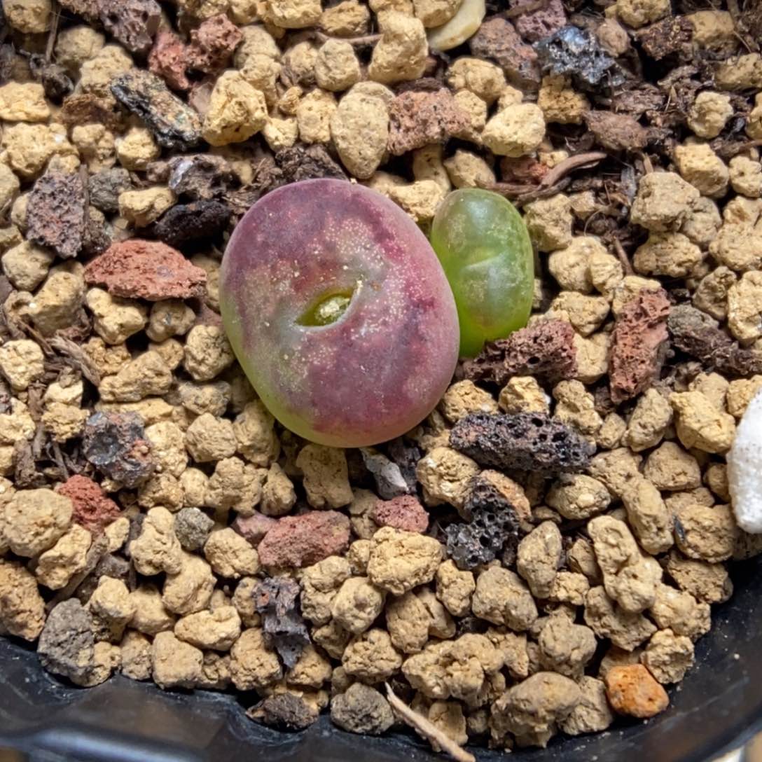 多肉植物肉锥杂交K-754