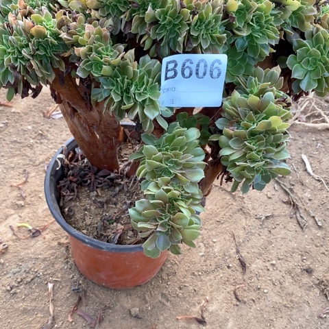 606玫瑰缀化多肉植物