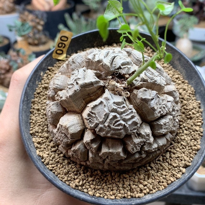 南非龟甲龙8.1cm带盆090