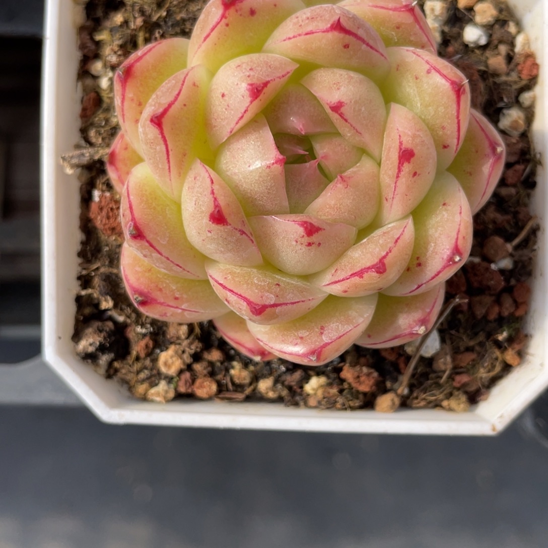 Z1302蕾丝边麦杆单头