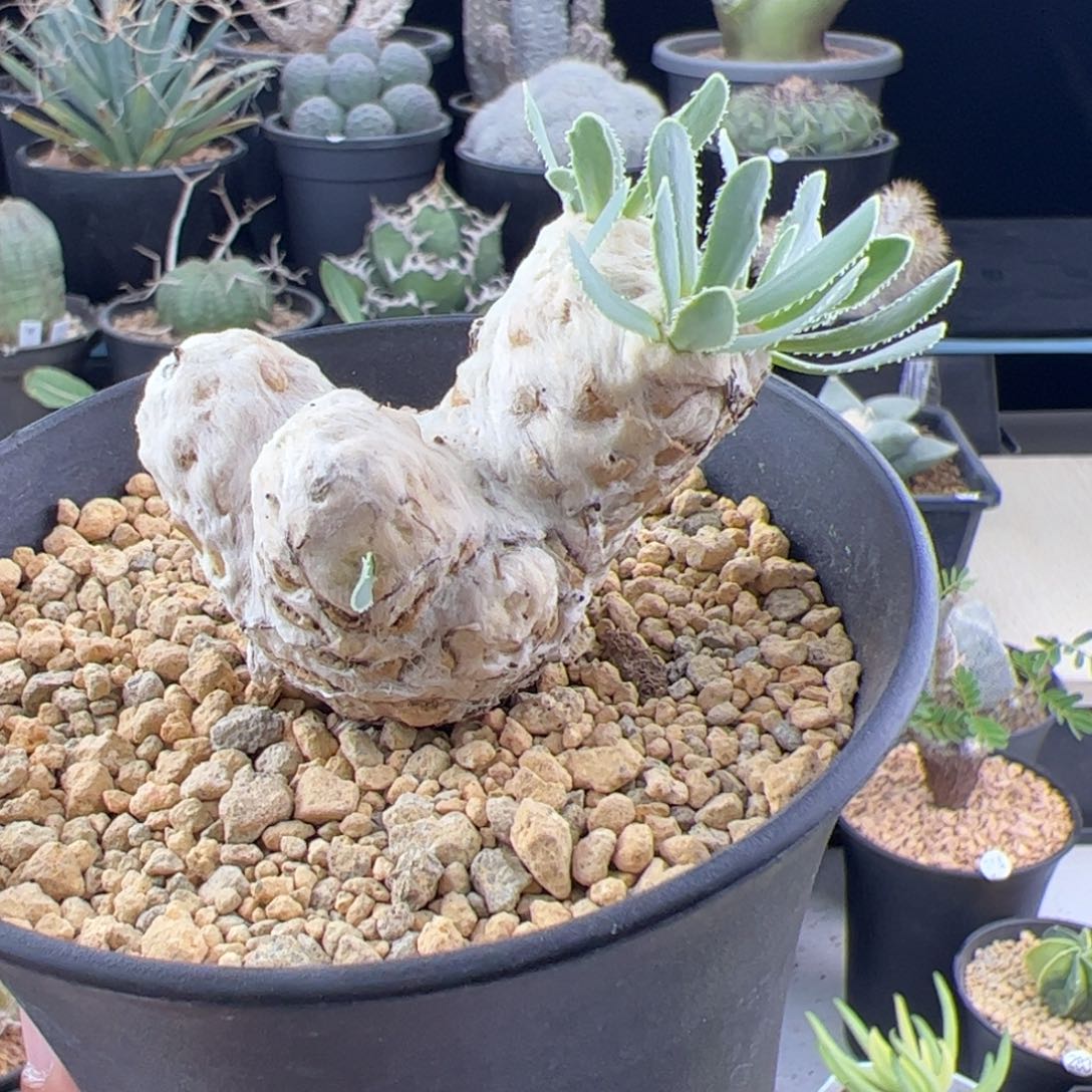 刨花厚敦菊一物一拍