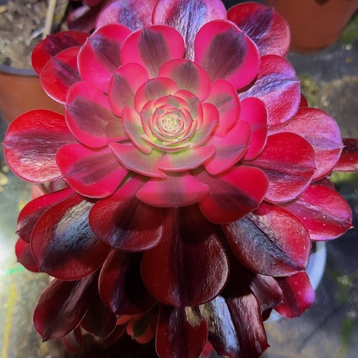 美杜莎老桩开播福利