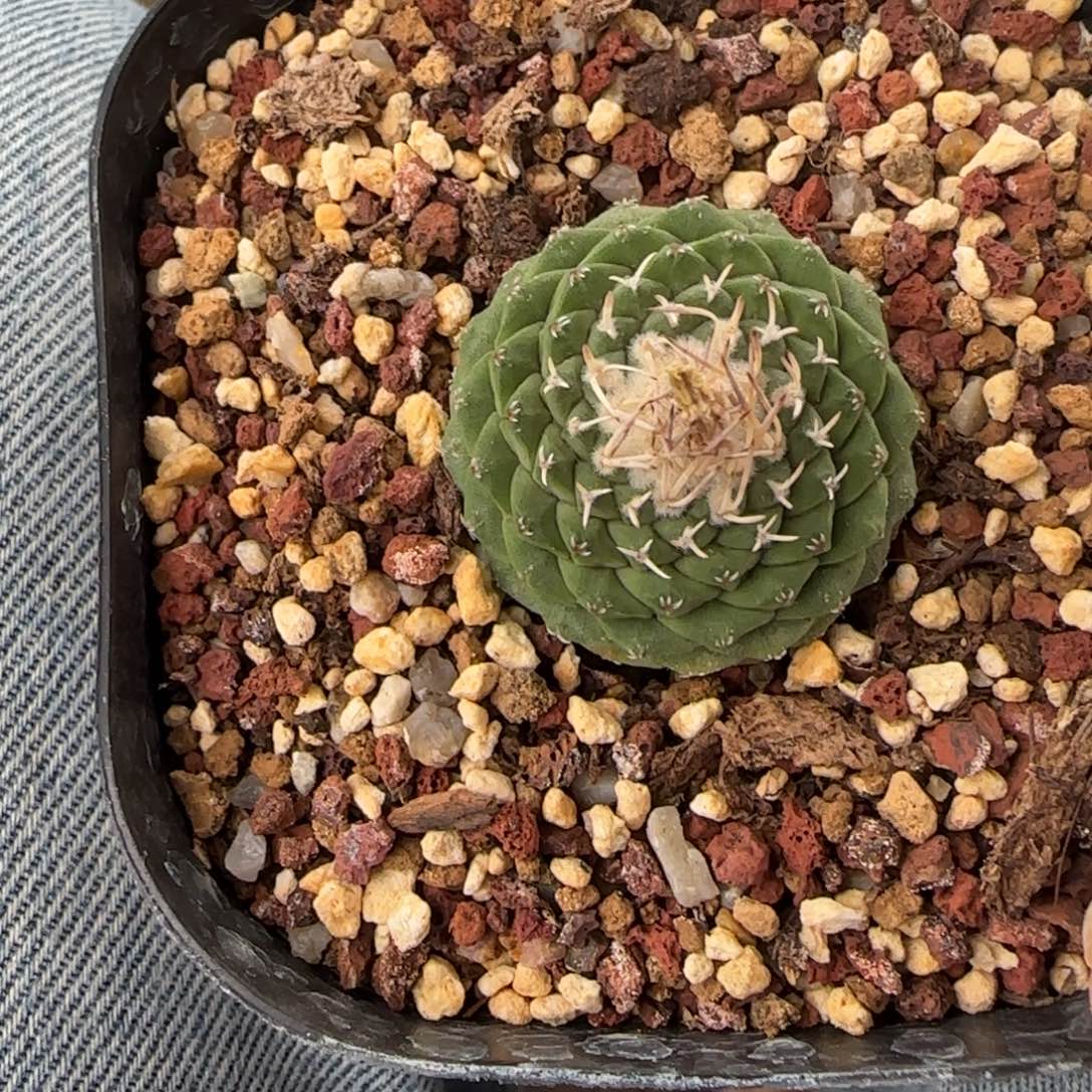 花****521实生3.1菊水多肉