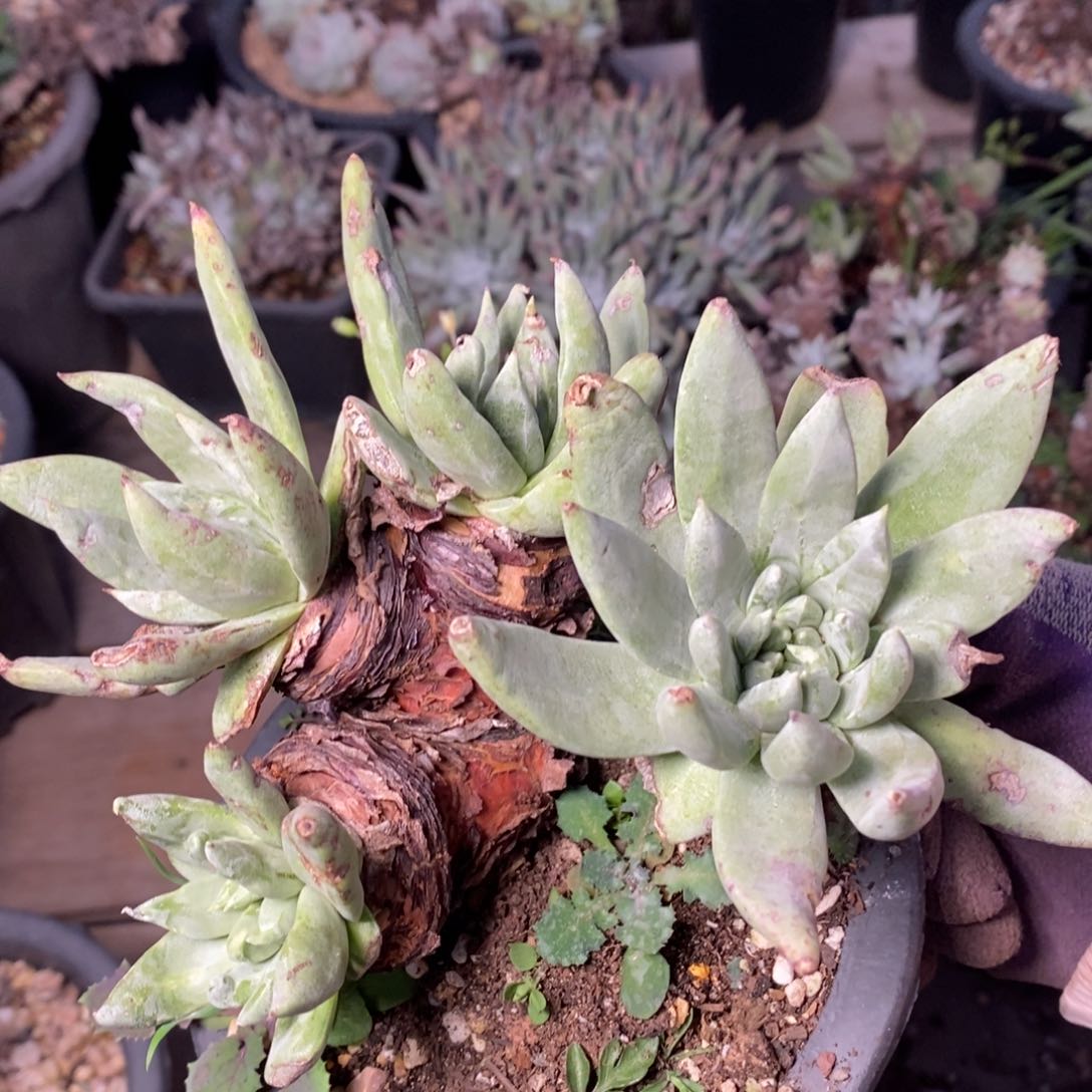 2016花哈哈哈哈哈哈哈哈哈哈哈哈哈哈