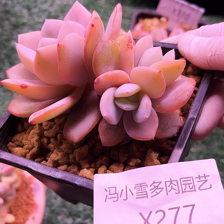 我是你的小可爱去我w w