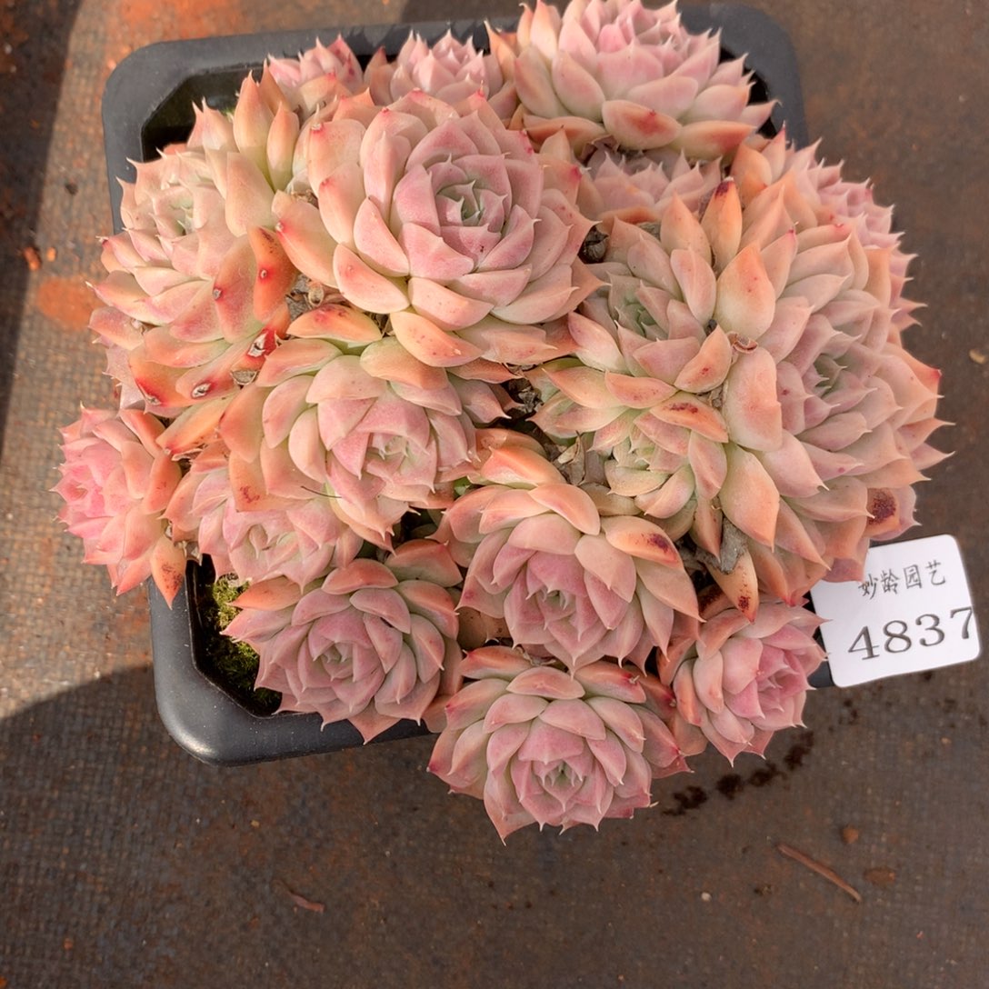 4837杂交精品基地14厘米