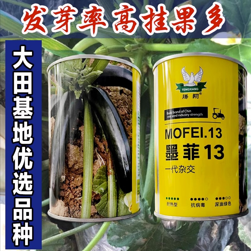 墨翠西葫芦种子黑绿皮长条西葫芦种籽特色蔬菜角瓜种籽四季包邮