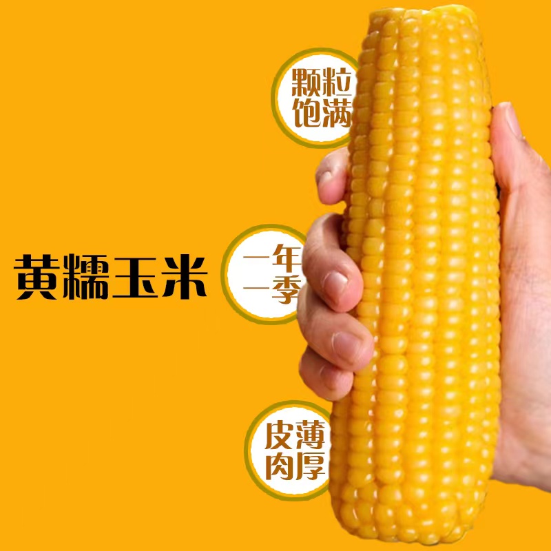 【试吃两根】黄糯玉米香甜软糯粗粮 软粘玉米棒整箱12支7-8斤