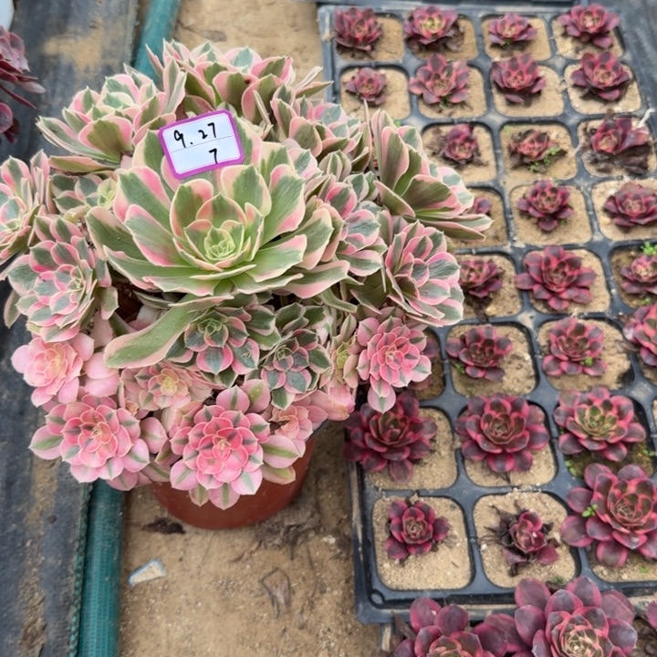 粉女郎多肉植物绿植7