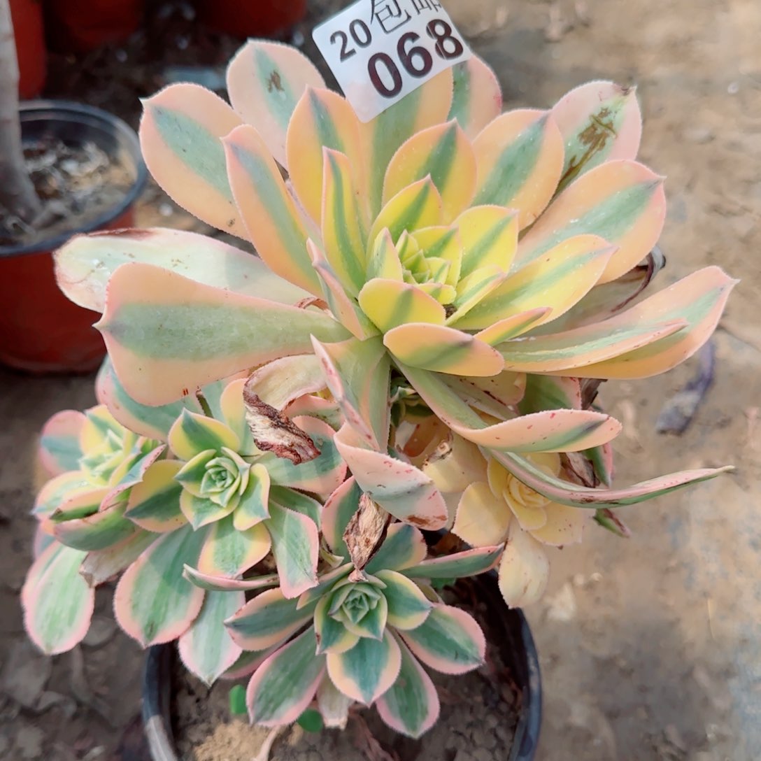 灿烂多肉068满20包邮断枝不包会氧化黑斑