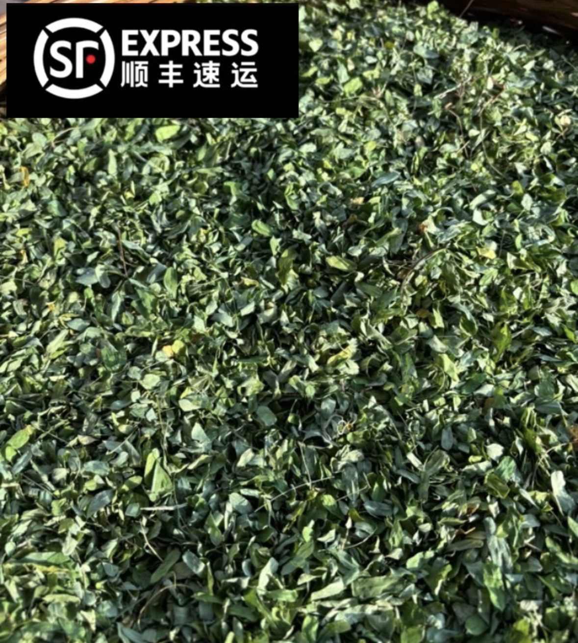 《顺丰包邮》广西野生鸡骨草茶叶相思叶天然无硫炒 藤茶回味甘甜