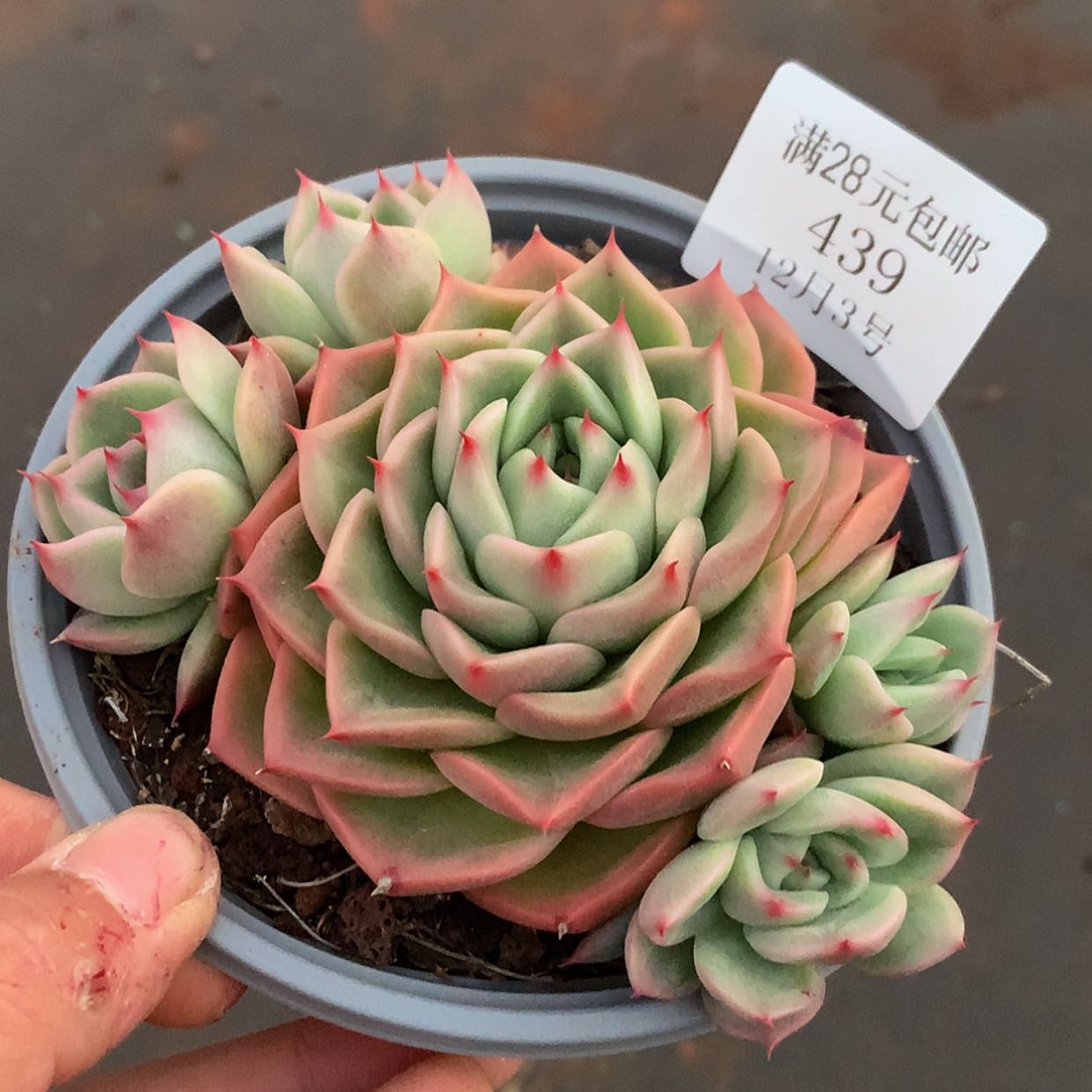 【闪购商品】云439号