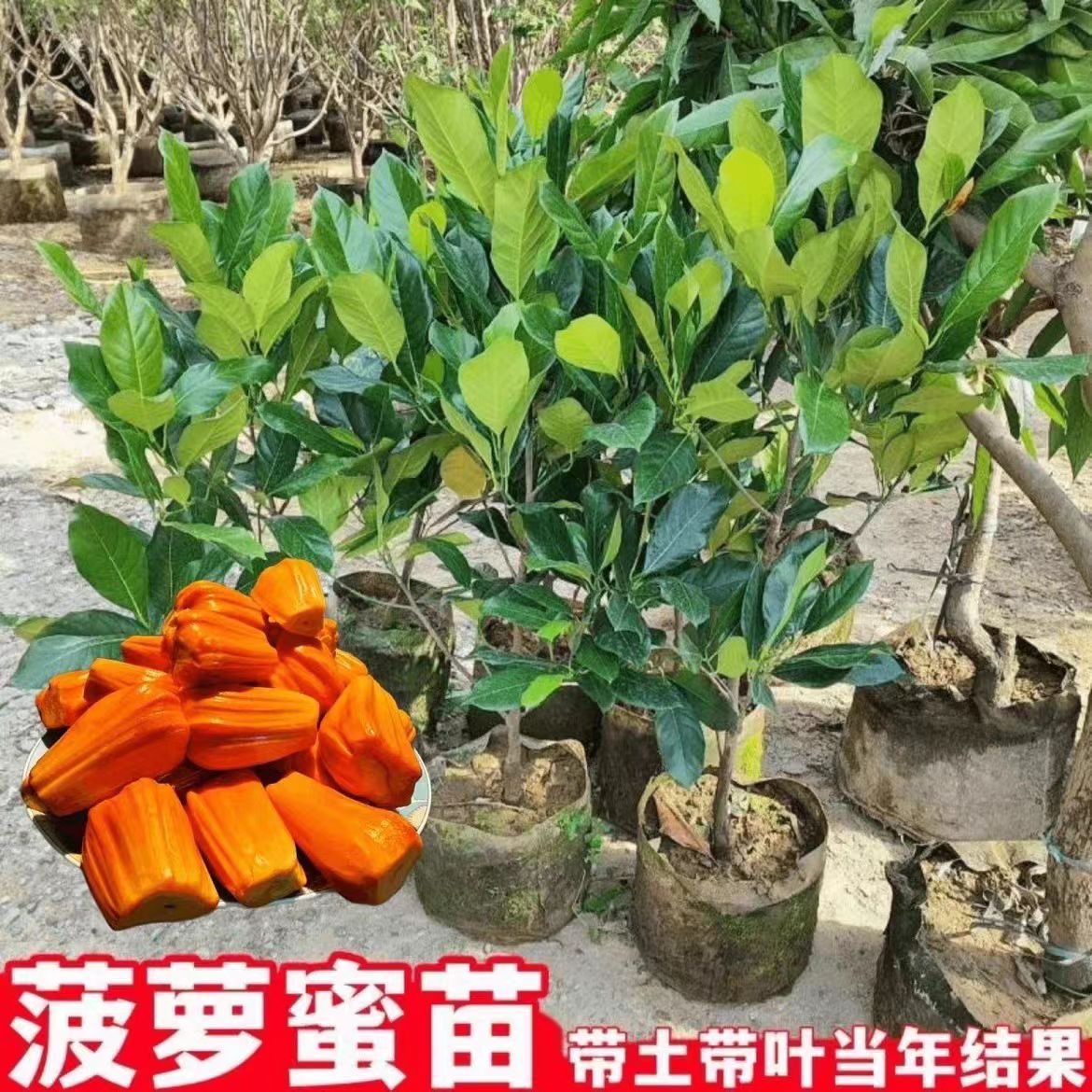 菠萝蜜树树苗嫁接泰8号红肉12马来西亚1号黄肉木菠萝蜜苗干包