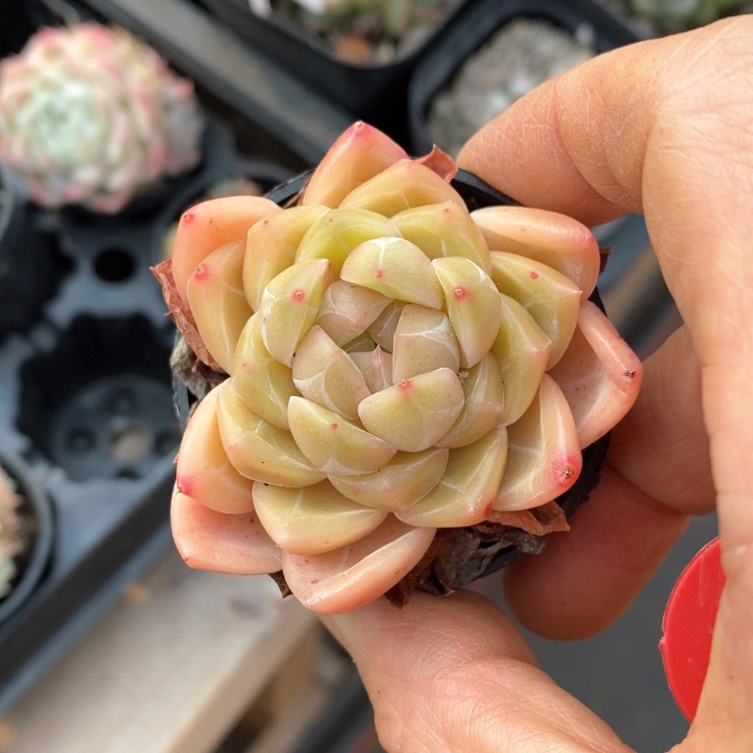 精品多肉一物一拍不包整94