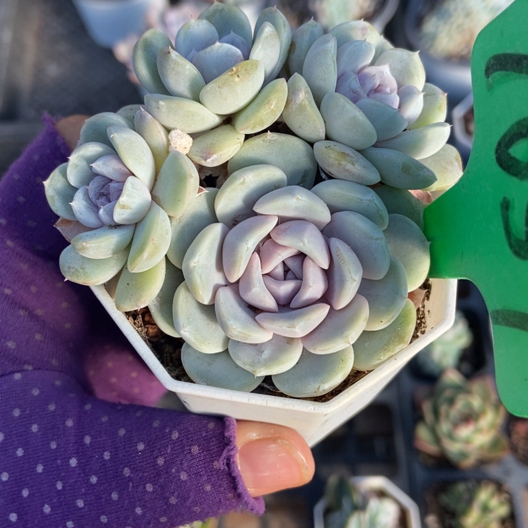 1657汉堡多肉植物多肉