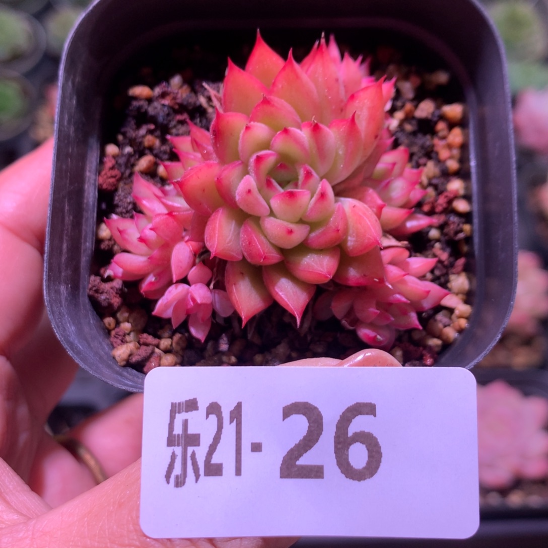 乐然21-26 女雏群 