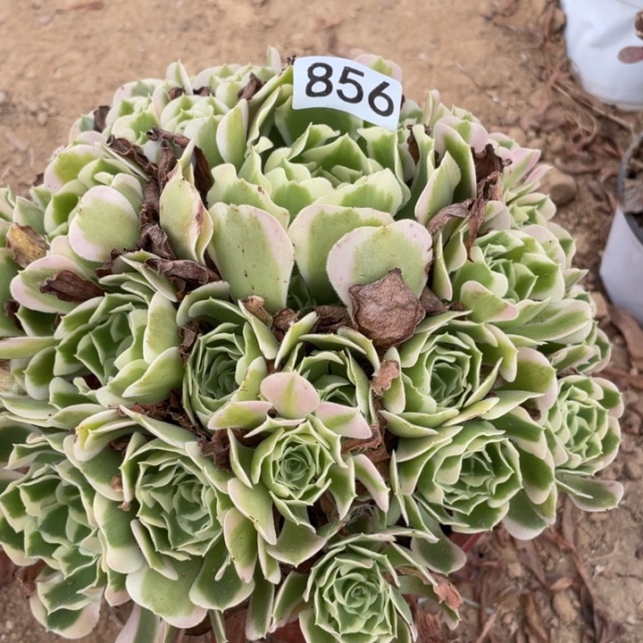 无花朵856多肉植物白凤