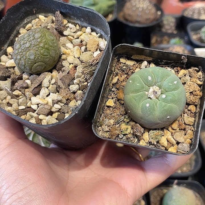 实生宁缇玉，无刺仙人球