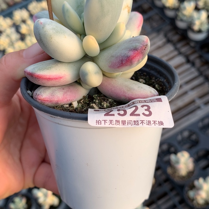 乒乓多肉植物有有