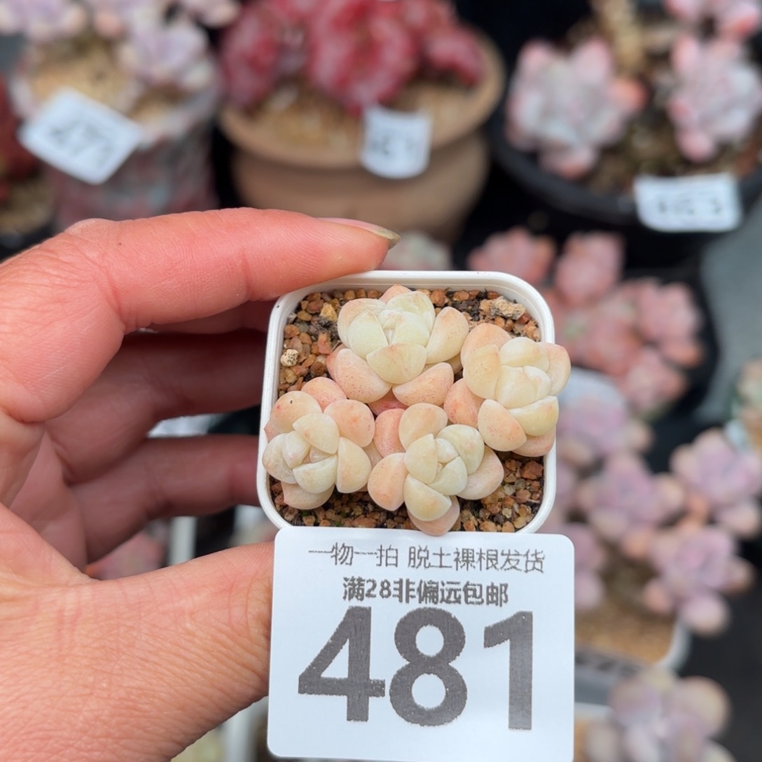 拇指冰玉带盆土发货