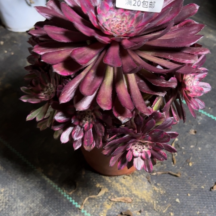 瑞妈一物一拍193