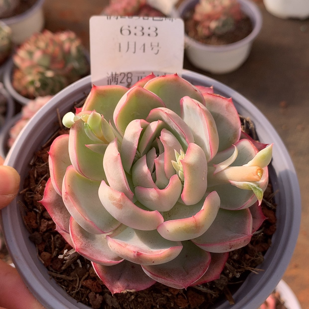 【闪购商品】云633号