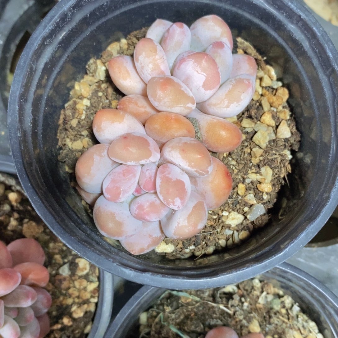 可问主播品种，下滑链接更多品种多肉选择