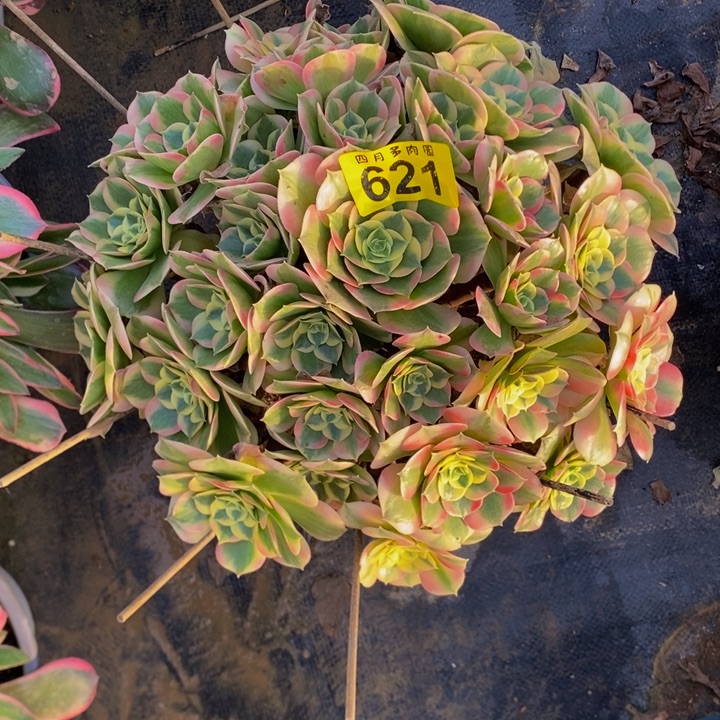梦***多肉厚圆叶白凤621