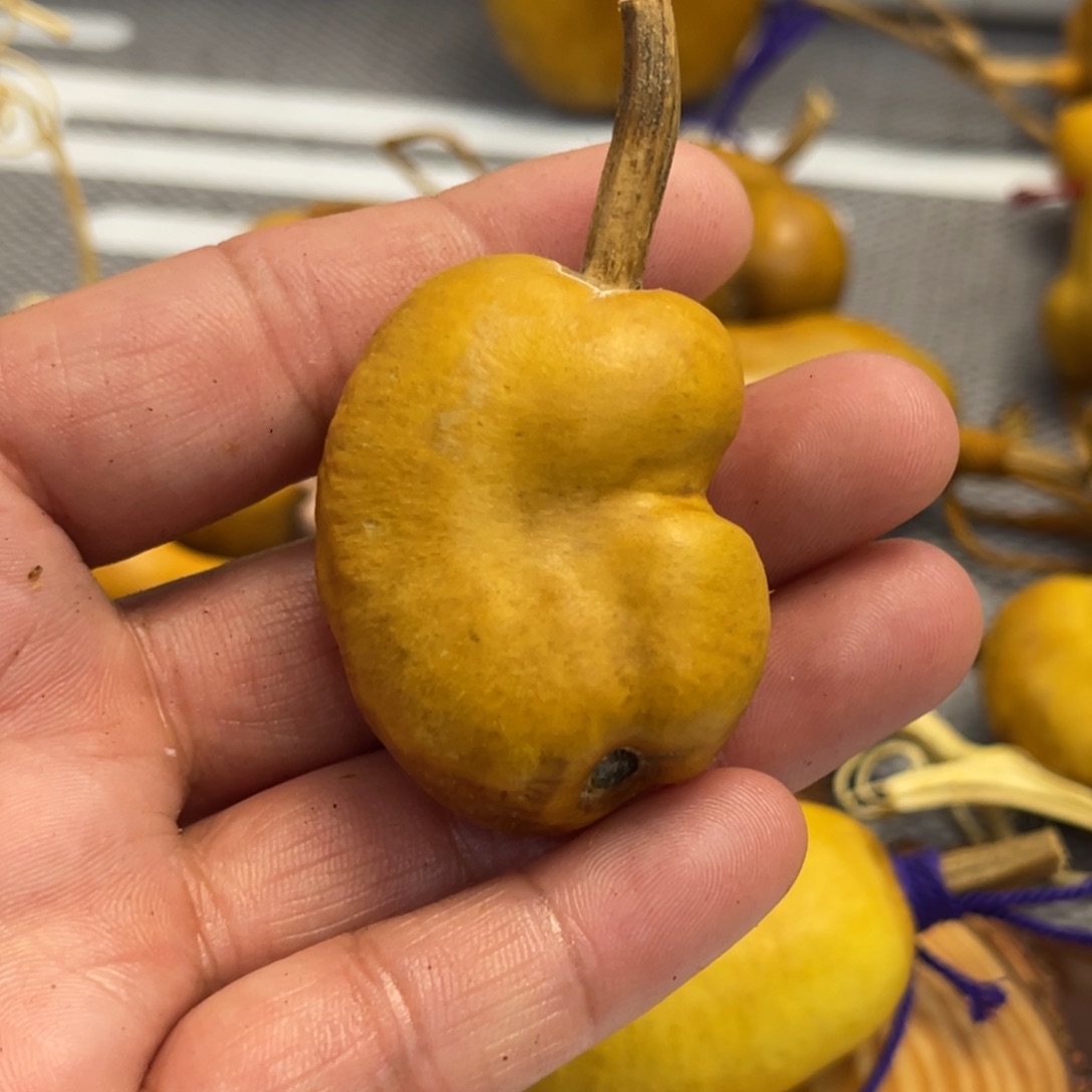 卍***卍葫芦哈哈哈哈哈哈哈哈