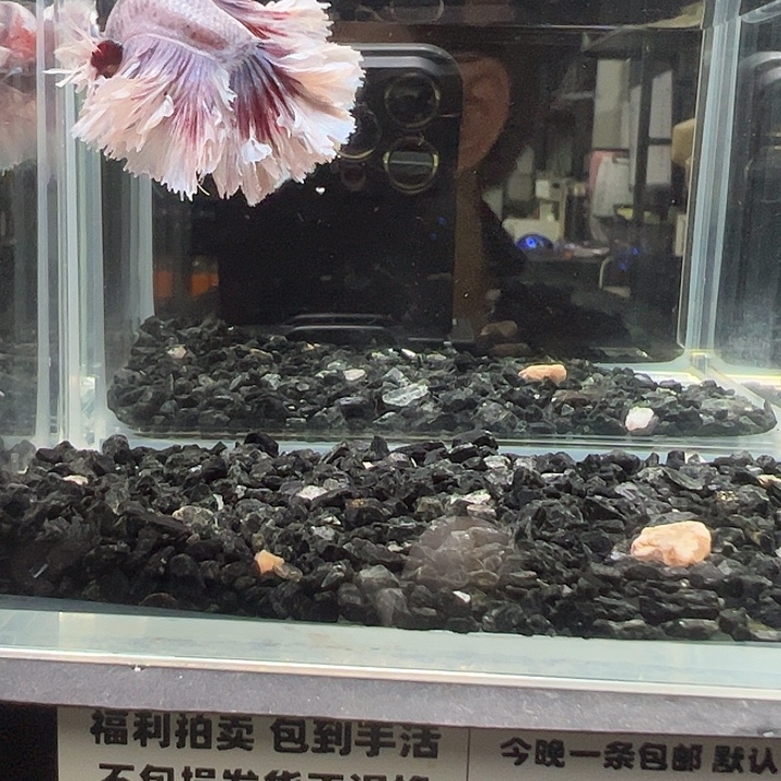 斗鱼竞拍跑单拉黑23日72