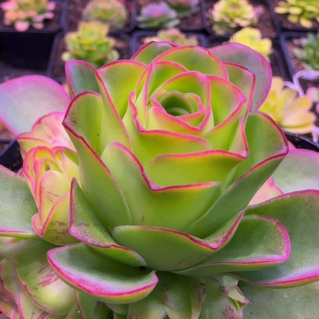 胧月12353738686868