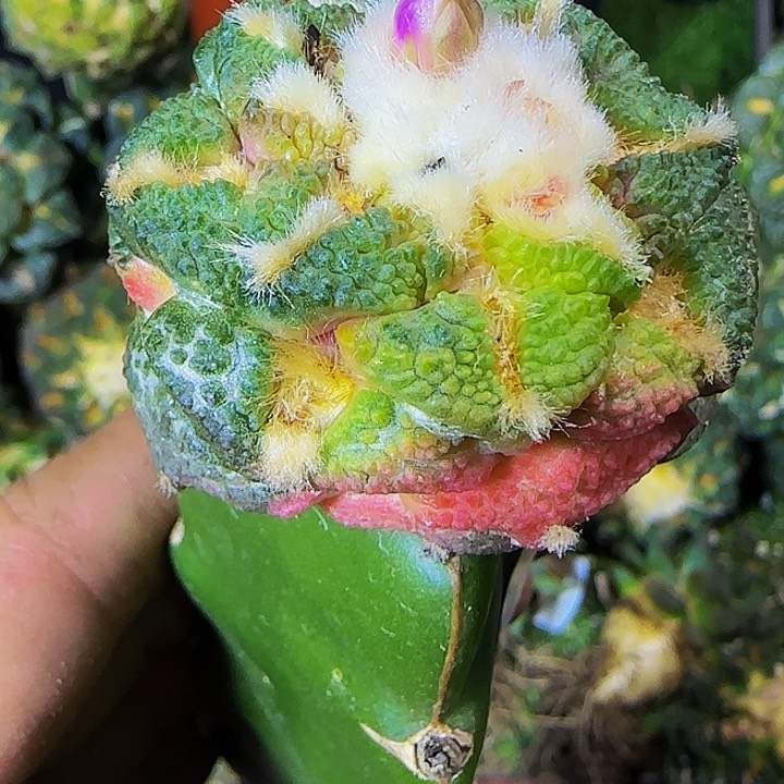 老系龟甲锦绣688