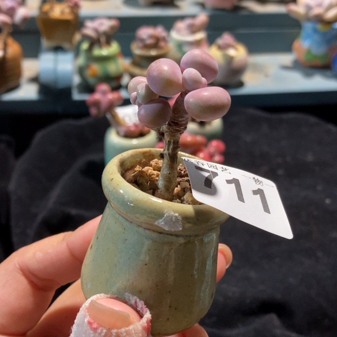 711糖果腰子蛋带盆土