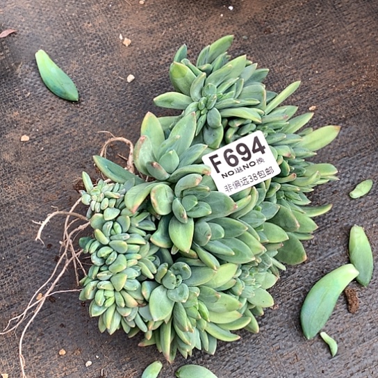 海洋之歌缀化694 亏本处理不退不换7-8天发货