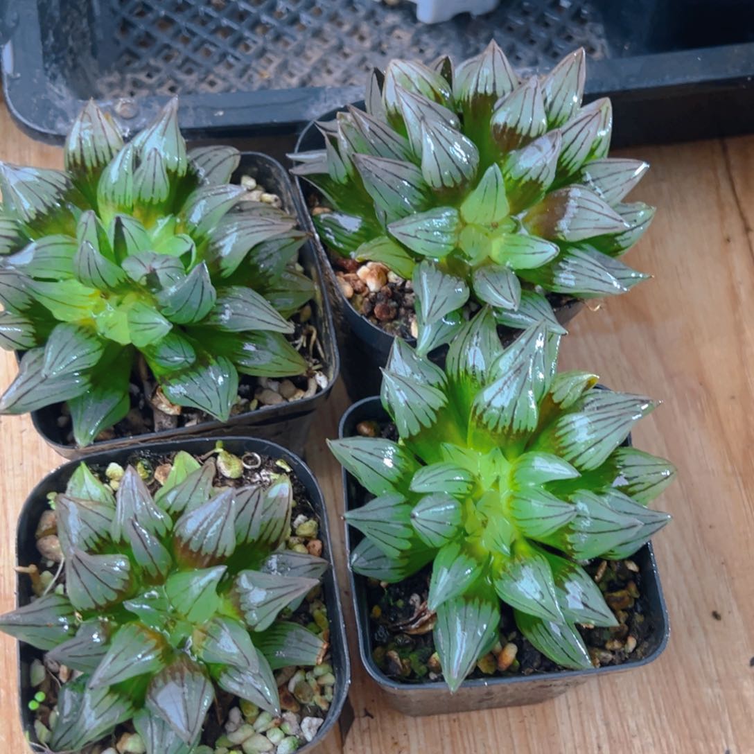 双头西瓜寿多肉多肉一颗