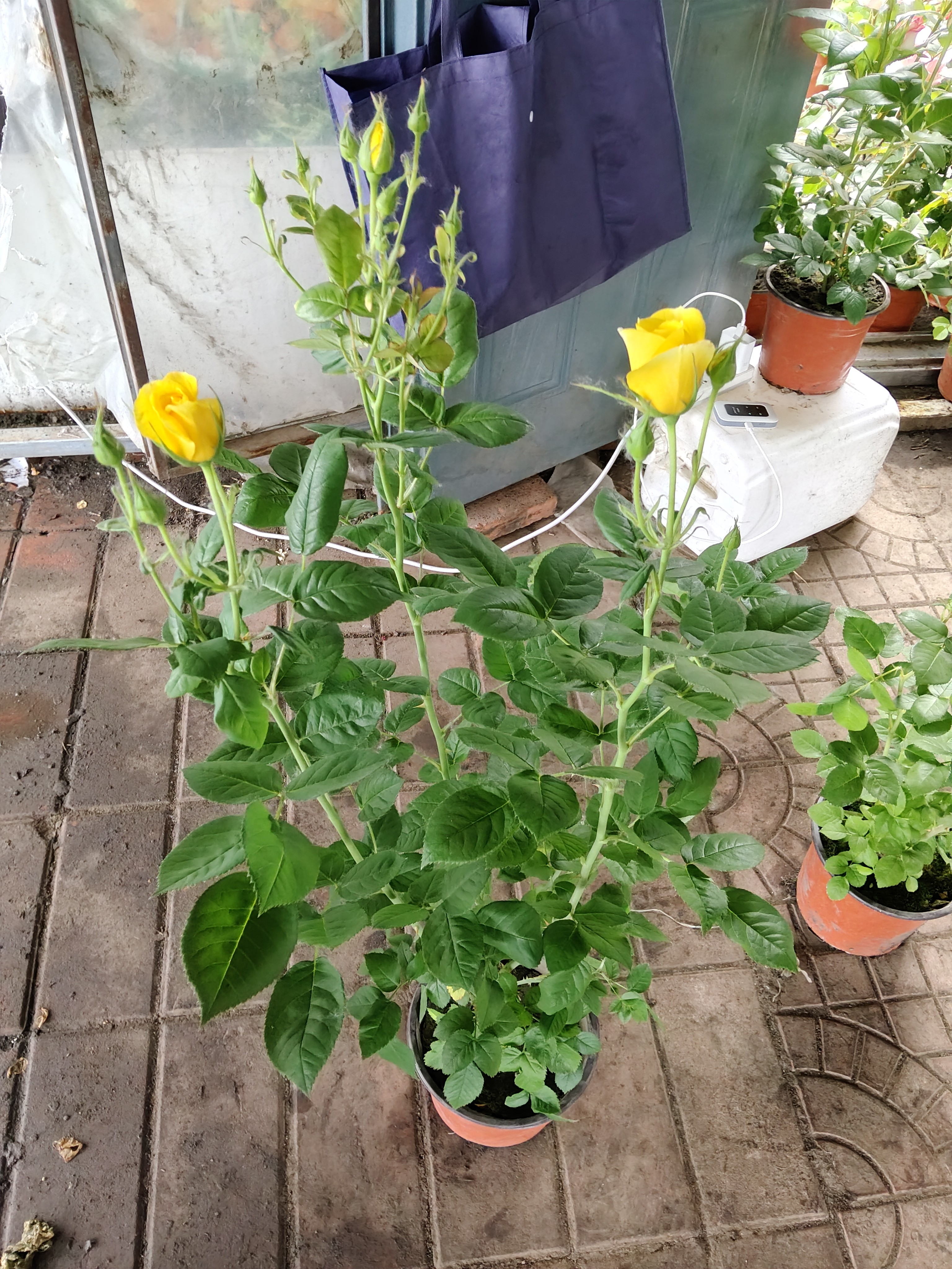 大花浓香月季花盆栽室内外易养护爬藤花卉