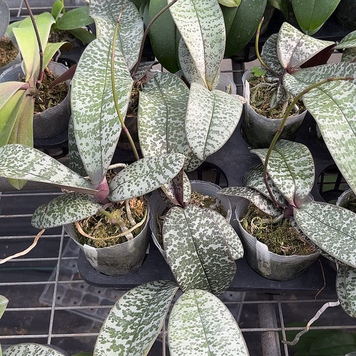 当前无花栽培后可以开花509/501西3.0寸带剑