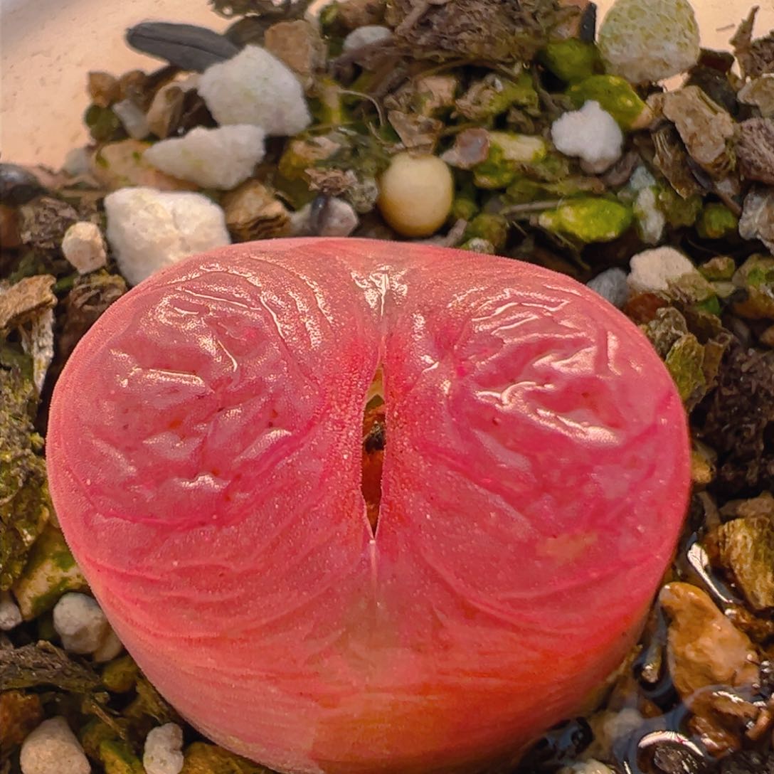 1405多肉植物百科知识