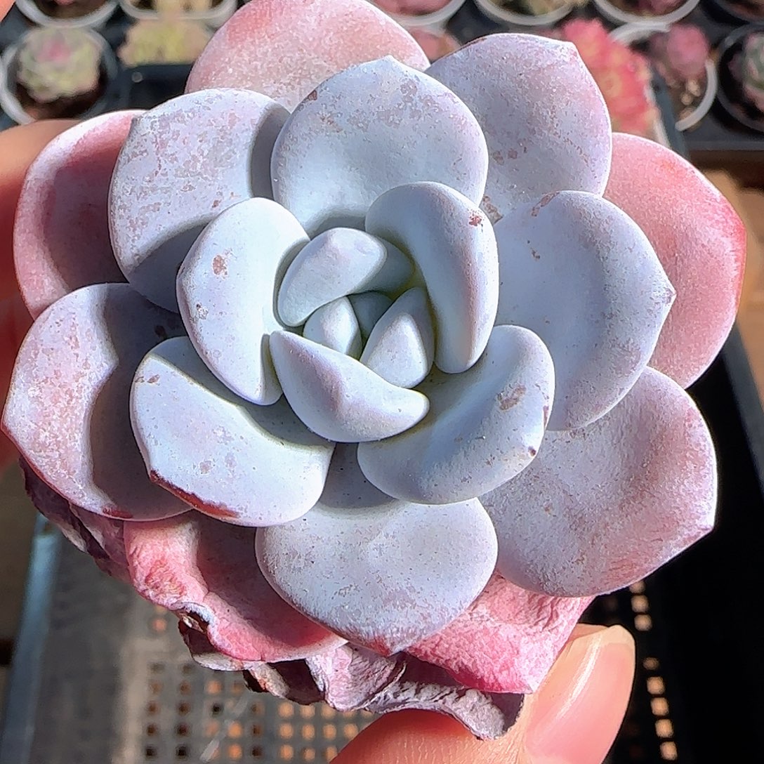 多肉1210-40雪莲雪莲