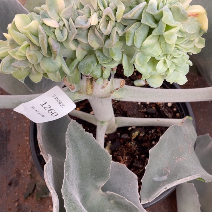 (****莹可爱玫瑰锦缀1260