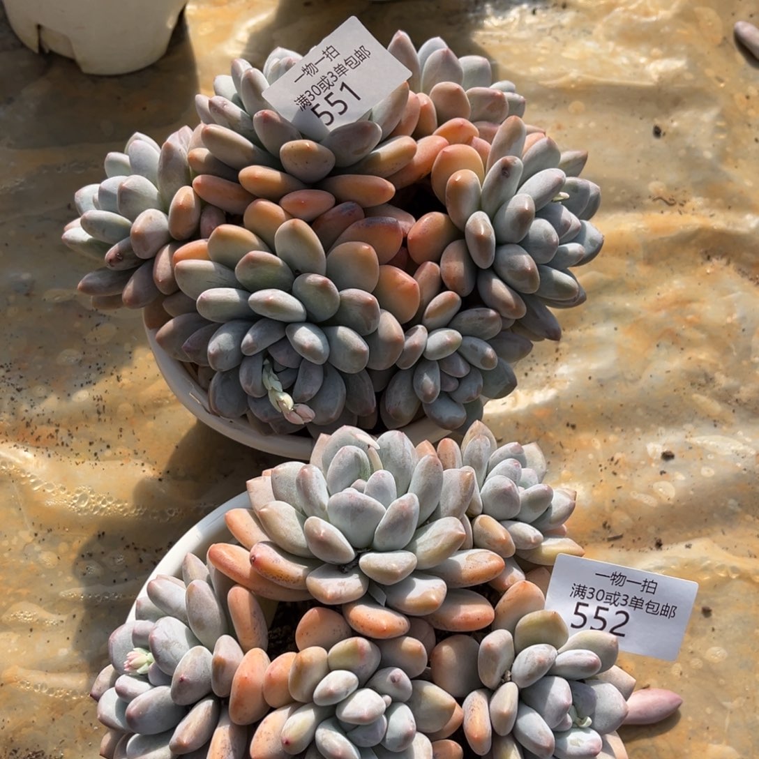 小***A551-552合计如图2颗香水