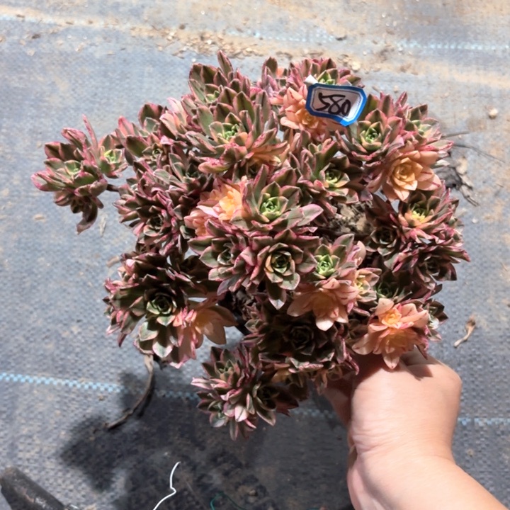 甜茶法师多肉580