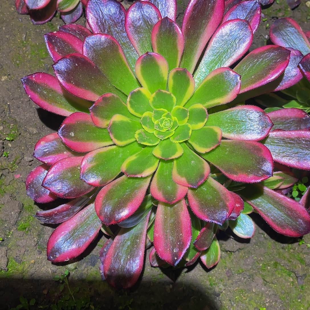 2795水果糖多肉植物