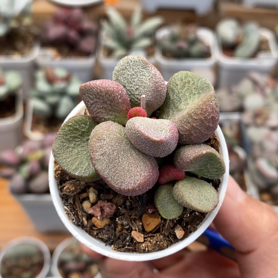 *****实生002号水泡多肉植物
