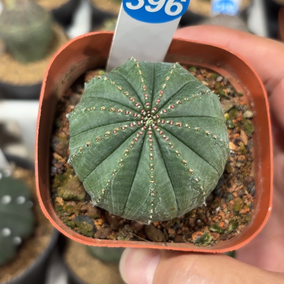 396泰版布纹球带盆带土发货