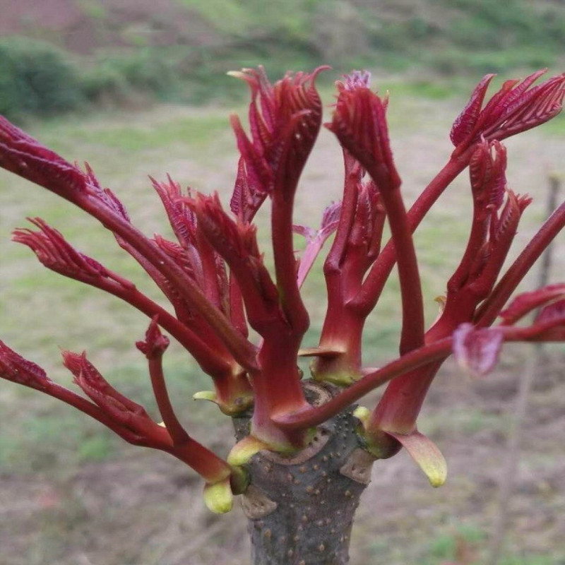 根生香椿红油香椿树苗绿油香椿紫油香椿南北方种植矮化盆栽果树苗