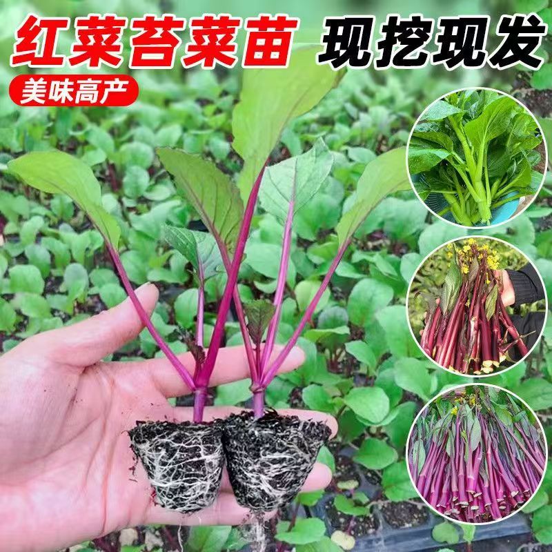 精选红菜苔秧苗现挖先发四季家庭庭院阳台种植带土发货早熟高产