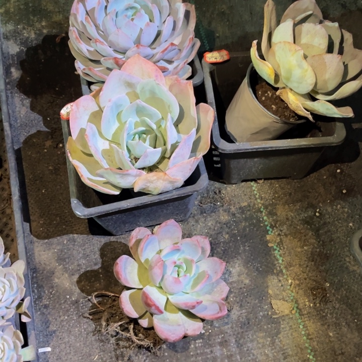 张***鱼雪橙一颗奶茶两祖母绿一颗